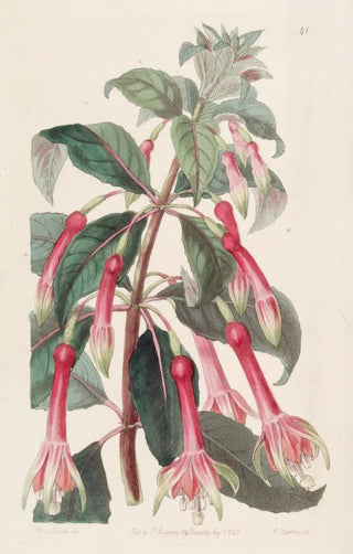 Sydenham Edwards - Sawleaved Fuchsia.webp