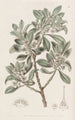 Myoporum with toothed leaves - Sydenham Edwards — artwork view