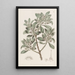 Myoporum with toothed leaves - Sydenham Edwards — framed artwork on a wall
