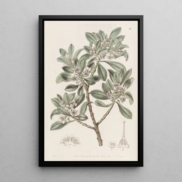 Myoporum with toothed leaves - Sydenham Edwards — framed artwork on a wall