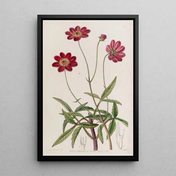 Flowering Scabious Cosmos Painting - Sydenham Edwards — framed artwork on a wall