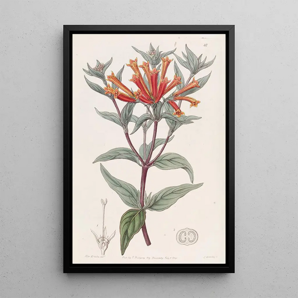 Scarlet Bouvardie Painting - Sydenham Edwards — framed artwork on a wall