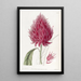 Scarlet Celosie Painting - Sydenham Edwards — framed artwork on a wall