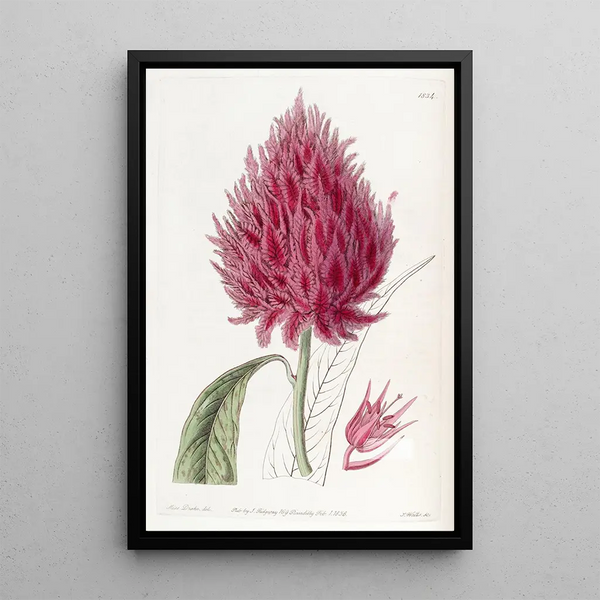 Scarlet Celosie Painting - Sydenham Edwards — framed artwork on a wall