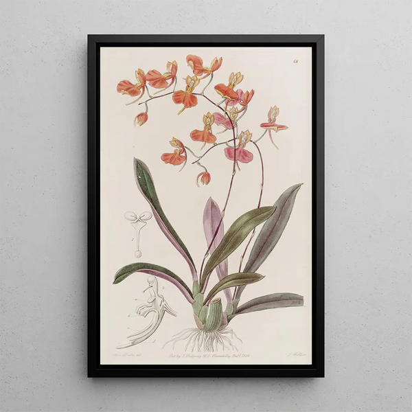 Comparettia écarlate - Sydenham Edwards — framed artwork on a wall