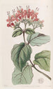 Tree of Glory Scarlet - Sydenham Edwards — artwork view