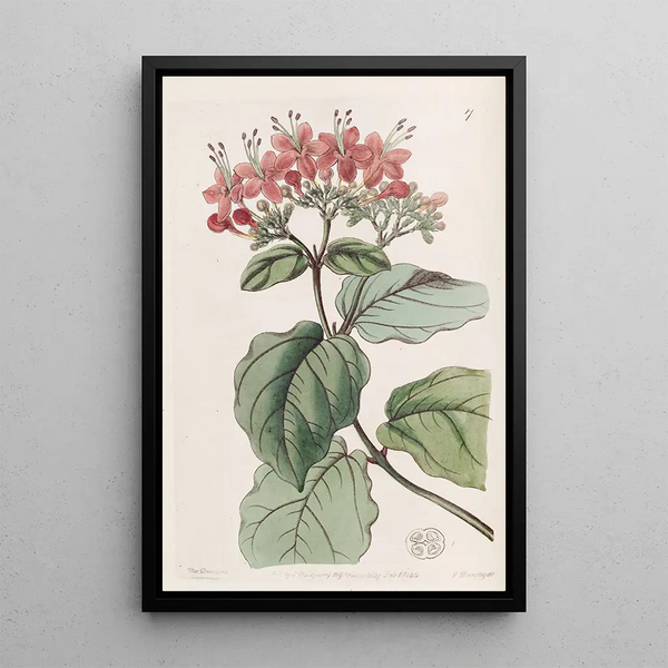 Tree of Glory Scarlet - Sydenham Edwards — framed artwork on a wall