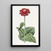 Zinnia écarlate - Sydenham Edwards — framed artwork on a wall