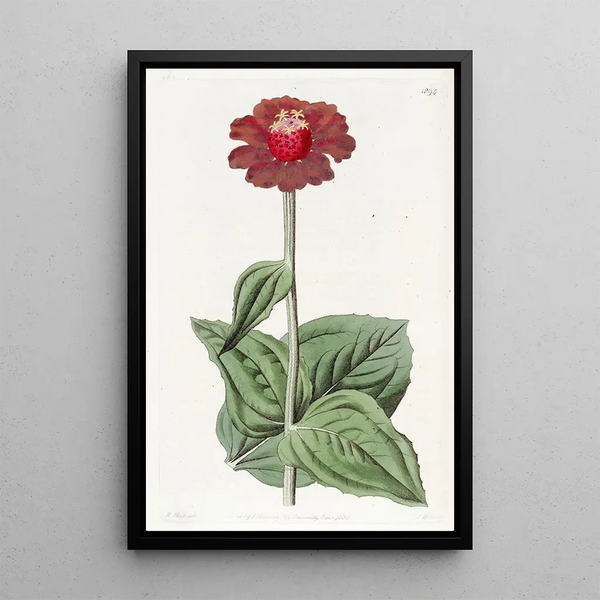 Zinnia écarlate - Sydenham Edwards — framed artwork on a wall
