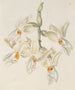 Stanhopea inodore - Sydenham Edwards — artwork view