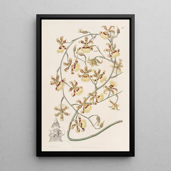 Oncidium brûlé - Sydenham Edwards — framed artwork on a wall
