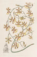Oncidium brûlé - Sydenham Edwards — artwork view