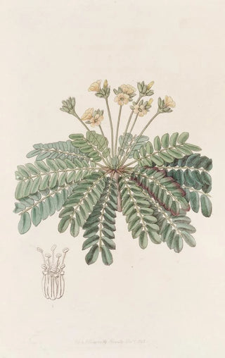 Sydenham Edwards - Sensitive Woodsorrel.webp