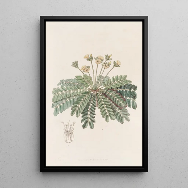 Oxalis Sensible - Sydenham Edwards — framed artwork on a wall
