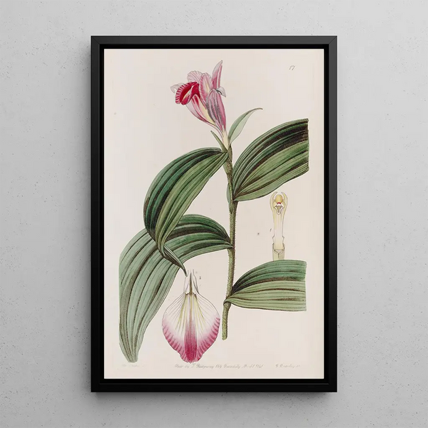 Sobralia à fleurs sessiles - Sydenham Edwards — framed artwork on a wall