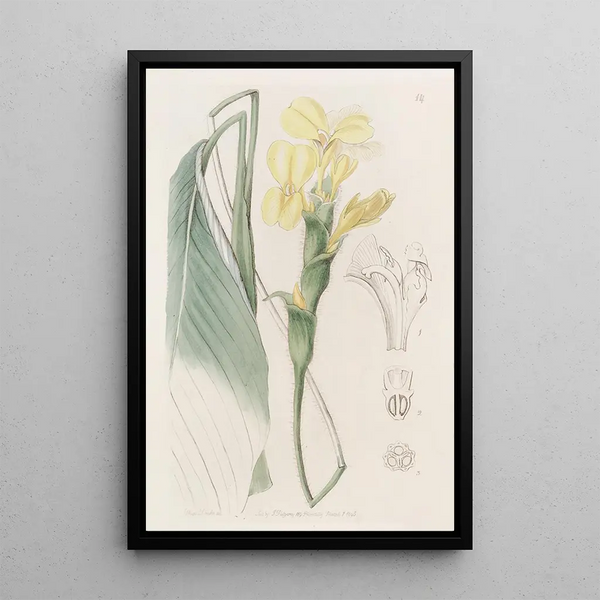 Calathea hirsute - Sydenham Edwards — framed artwork on a wall
