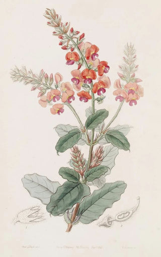 Sydenham Edwards - Shaggy Gastrolobe.webp