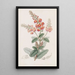 Gastrolobe hirsute - Sydenham Edwards — framed artwork on a wall