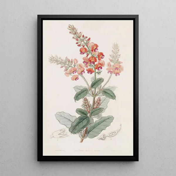 Gastrolobe hirsute - Sydenham Edwards — framed artwork on a wall