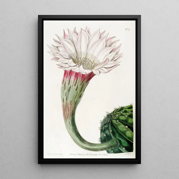 Cactus épineux à angles aigus - Sydenham Edwards — framed artwork on a wall