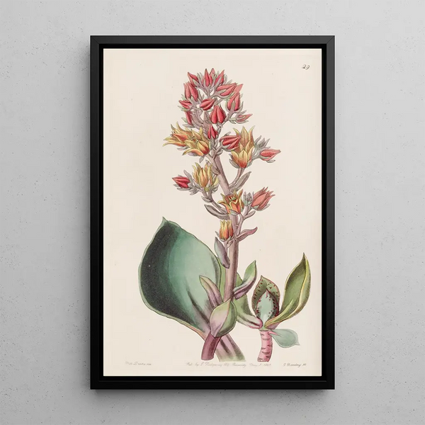Echeveria à feuilles aiguës - Sydenham Edwards — framed artwork on a wall