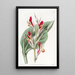 Canna éclatant - Sydenham Edwards — framed artwork on a wall