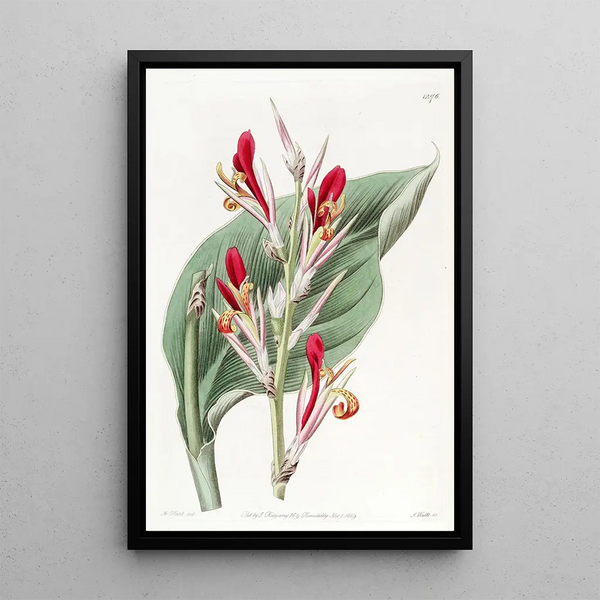 Canna éclatant - Sydenham Edwards — framed artwork on a wall