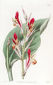 Canna éclatant - Sydenham Edwards — artwork view