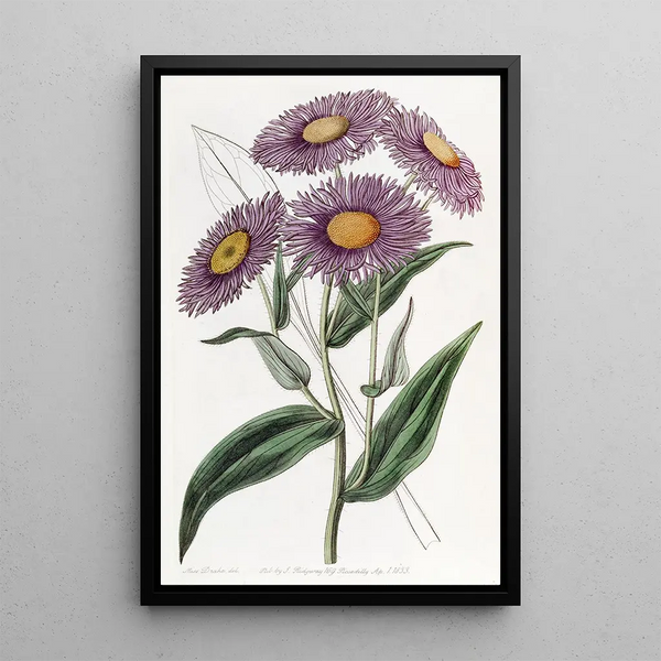 Stenactis éclatant - Sydenham Edwards — framed artwork on a wall