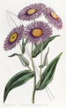 Stenactis éclatant - Sydenham Edwards — artwork view