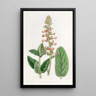 Sydenham Edwards - Shiftingleaved gesnera.webp