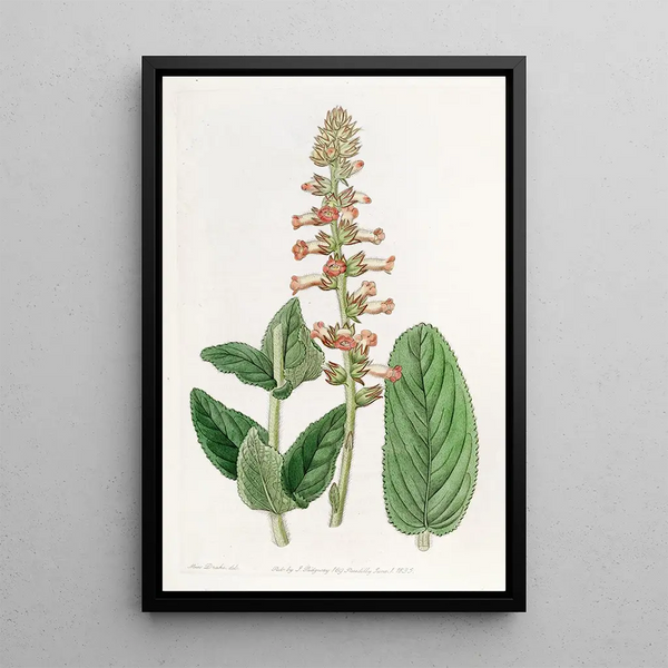 Gesnera with changing leaves - Sydenham Edwards — framed artwork on a wall