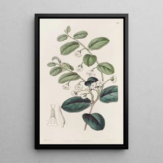 Sydenham Edwards - Shining Royena.webp