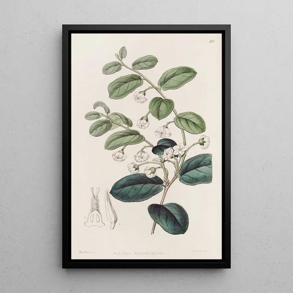 Royena brillante painting - Sydenham Edwards — framed artwork on a wall