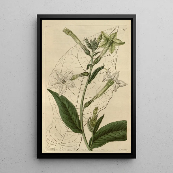 Tabac de Shiraz - Sydenham Edwards — framed artwork on a wall
