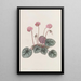 Cyclamen of the Shore - Sydenham Edwards — framed artwork on a wall