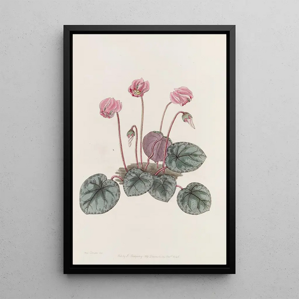 Cyclamen of the Shore - Sydenham Edwards — framed artwork on a wall