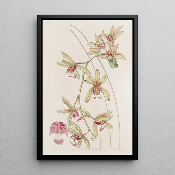 Cymbidium Short-Lipped and Thick-Leaved Painting - Sydenham Edwards — framed artwork on a wall