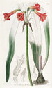 Phycella à tube court - Sydenham Edwards — artwork view