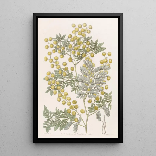 Acacia éclatant - Sydenham Edwards — framed artwork on a wall
