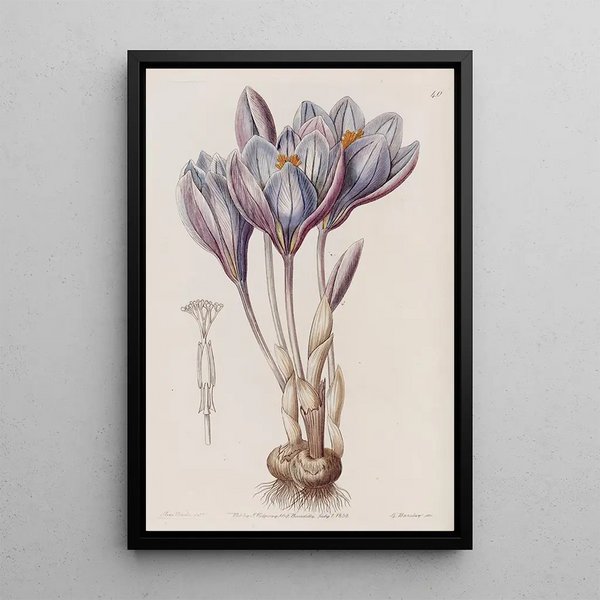 Colchique d'automne éclatant - Sydenham Edwards — framed artwork on a wall