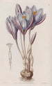 Colchique d'automne éclatant - Sydenham Edwards — artwork view