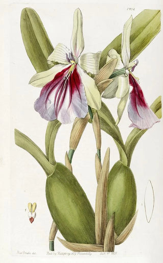 Miltonia éclatante - Sydenham Edwards — artwork view