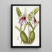 Miltonia éclatante - Sydenham Edwards — framed artwork on a wall
