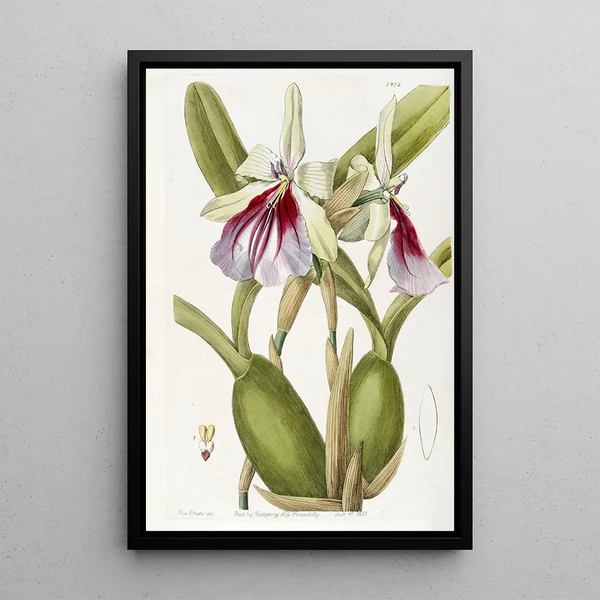 Miltonia éclatante - Sydenham Edwards — framed artwork on a wall