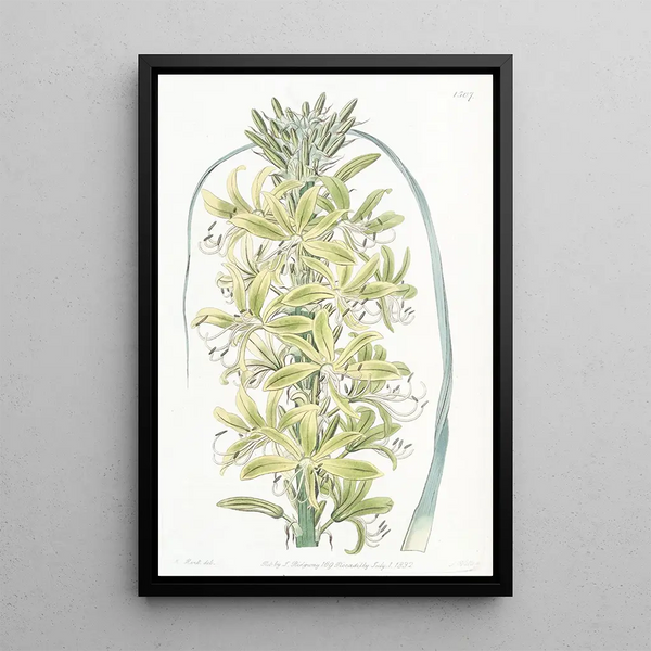 Asphodèle jaune de Sibérie - Sydenham Edwards — framed artwork on a wall