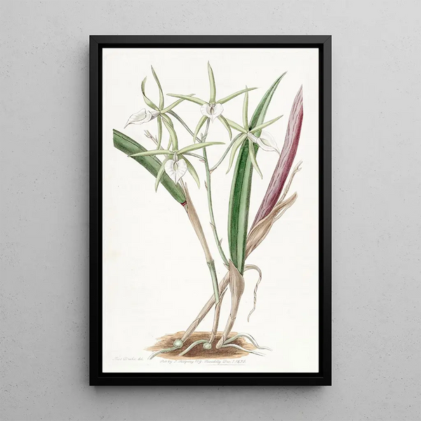 Ail de Sicile - Sydenham Edwards — framed artwork on a wall