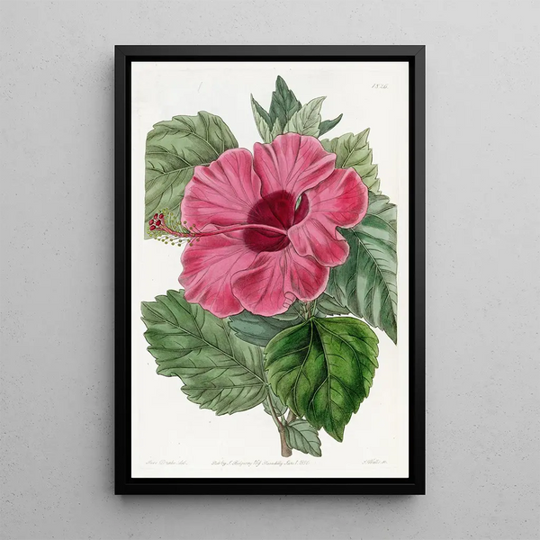 Hibiscus of China with single flower - Sydenham Edwards — framed artwork on a wall