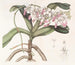 Sir Richard Brooks - Sydenham Edwards's Plant painting — artwork view