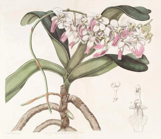 Sir Richard Brooks - Sydenham Edwards's Plant painting — artwork view